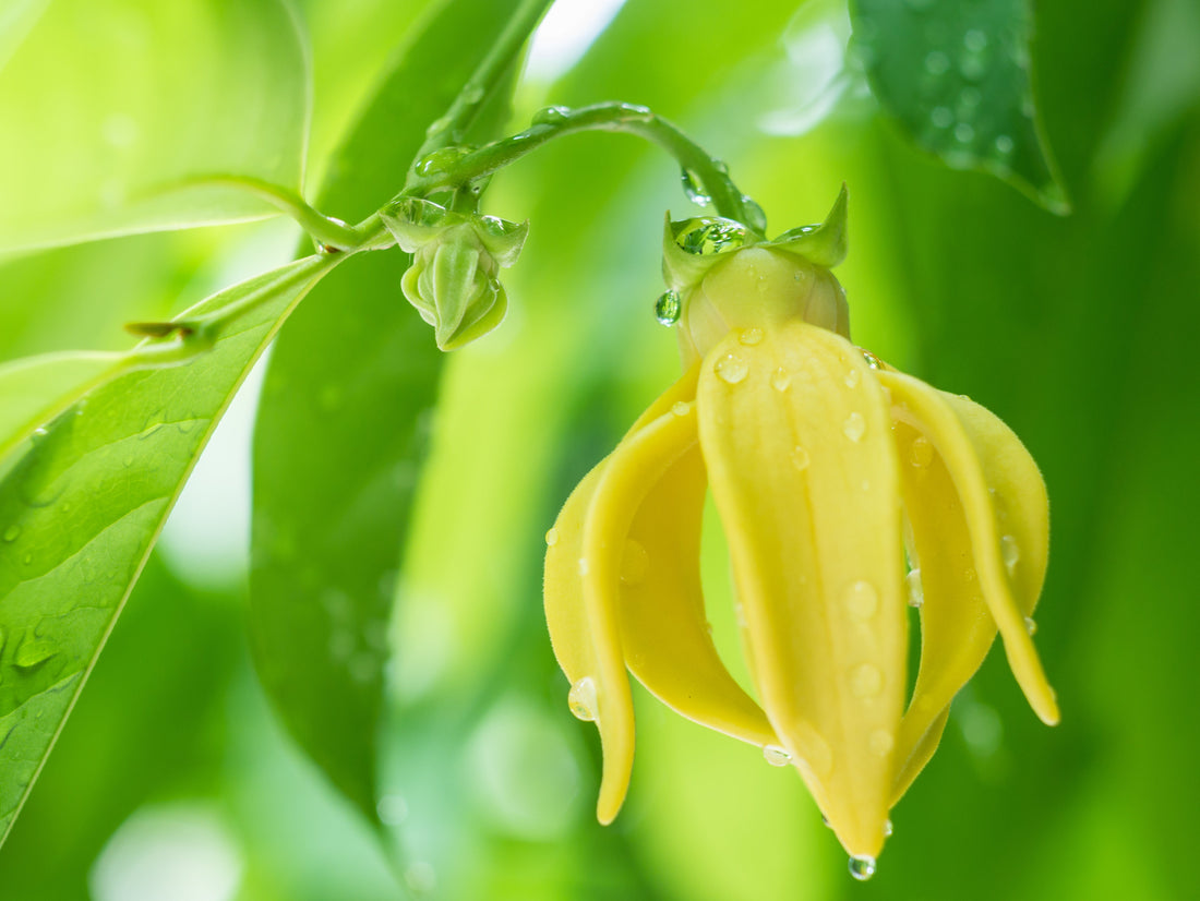 Ylang Ylang Uçucu Yağı Ne İşe Yarar? Nasıl Kullanılır?